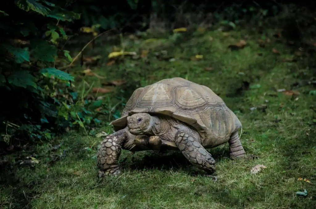 Was Schildkröten und Inventarlisten gemeinsam haben